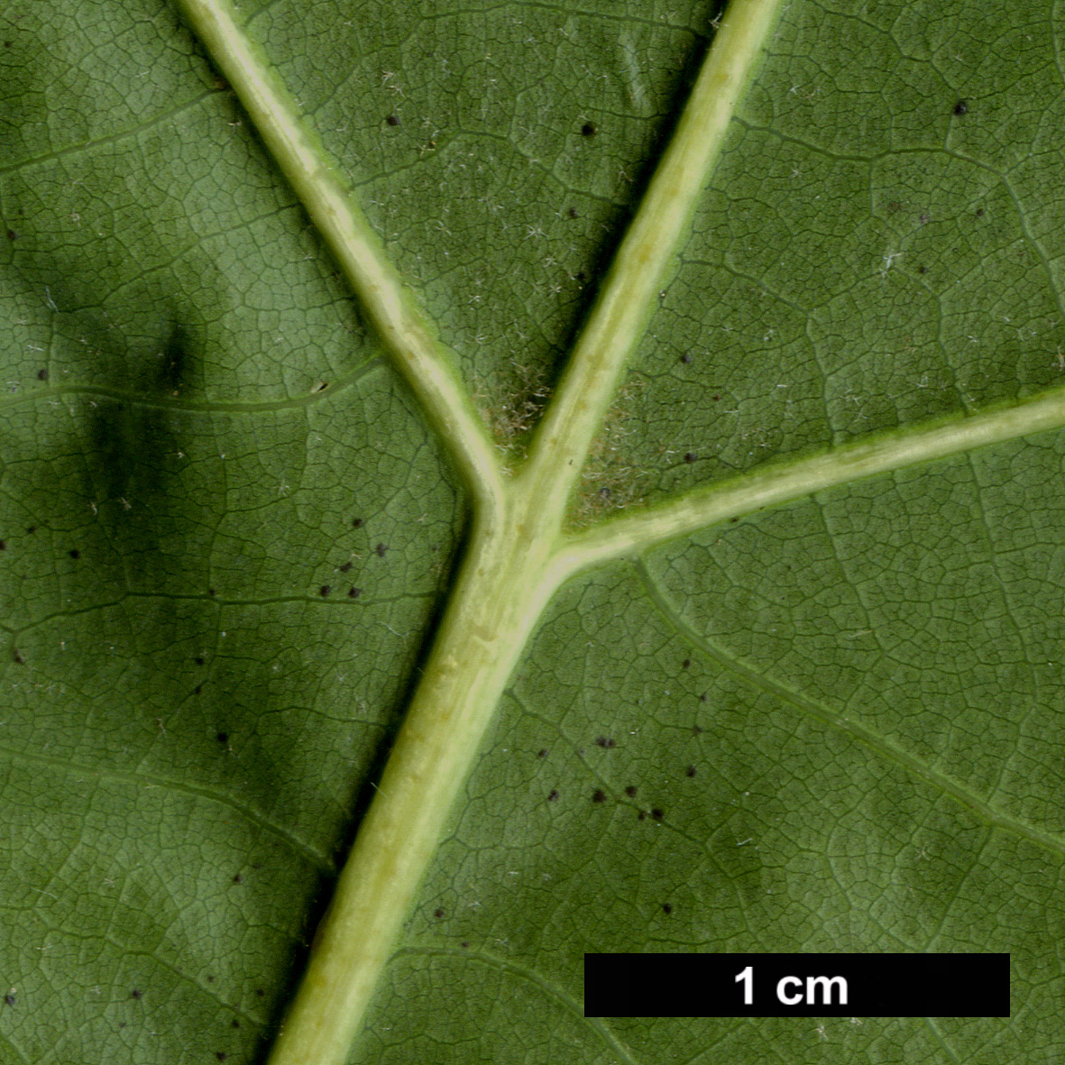 High resolution image: Family: Fagaceae - Genus: Quercus - Taxon: ×richteri (Q.palustris × Q.rubra)